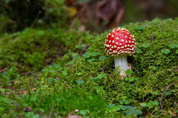 Amanita muscaria