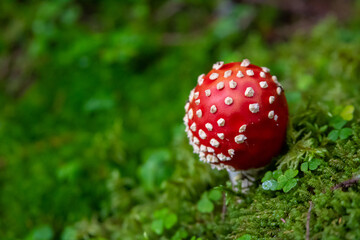 Amanita muscaria