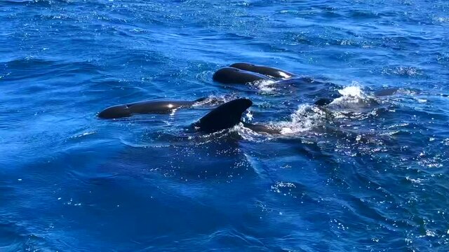Close encounter with a pod or group of short-finned pilot whales cetaceans swimming free at the atlantic ocean in a whale watching activity in south Spain.
