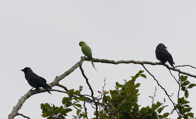 ringed necked parakeet sitting on branch