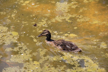 汚れた水面を進む、カモの一種