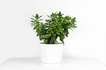 Beautiful Crassula ovata, Jade Plant,Money Plant, succulent plant in a modern flower pot on a white table on a light background. Home decor and gardening concept. Selective focus.