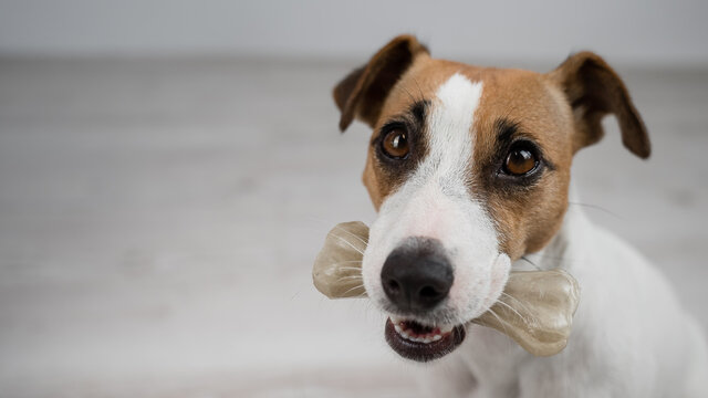 The dog holds a bone in its mouth. Jack russell terrier eating rawhide treat.