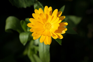 Gelbe Blüte im Garten
