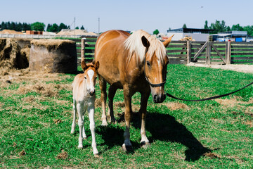 Horse mare and her very small foal on a farm