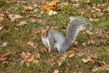 Grey Squirrel (Sciurus carolinensis) in woodland scene