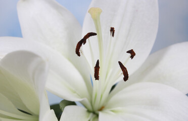 White Easter Lily Closeup on blue Shallow DOF