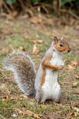 Naklejka na ściany i meble Grey Squirrel (Sciurus carolinensis) in woodland scene