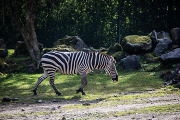 Fototapeta na wymiar Zebra is in the park