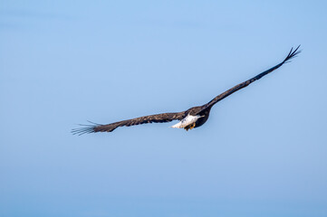 Bald Eagle (Haliaeetus leucocephalus) at Chowiet Island, Semidi Islands, Alaska, USA