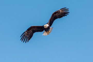 Bald Eagle (Haliaeetus leucocephalus) at Chowiet Island, Semidi Islands, Alaska, USA