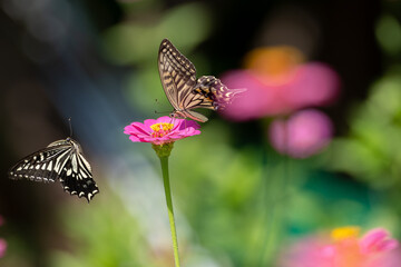 花に集まるアゲハチョウ