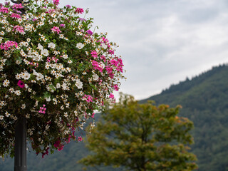 Blühender Baum mit verschiedenfarbigen Blüten der gleichen Art in Rose und Weiß.