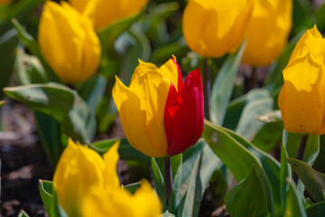 Red and yellow tulip in focus in the park. Tulips in the spring. Tulip blossom.