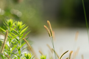 道端に生えたエノコログサ