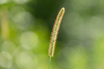 道端に生えたエノコログサ