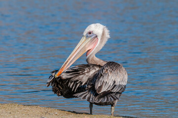 Brown Pelican (Pelecanus occidentalis) in Malibu Lagoon, California, USA