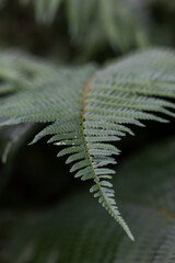 Common sword fern, Boston fern Nephrolepis exaltata LOMARIOPSIDACEAE indusium. Green Leaves Trees Hanging in forest. High quality photo