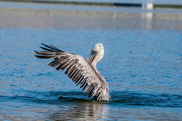 Brown Pelican (Pelecanus occidentalis) in Malibu Lagoon, California, USA