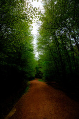 Obraz premium Trekking path in the forest. Walking pathway. Healthy lifestyle.