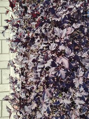 Decorative shrub with dark purple leaves, fencing sidewalk made of paving slabs