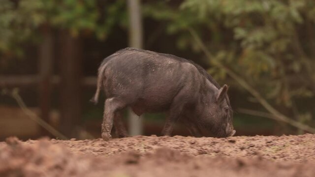 Household A Small Black Pig Standing In Mud On Farm. Pig Farming Is Raising And Breeding Of Domestic Pigs. It Is A Branch Of Animal Husbandry. Pigs Are Raised Principally As Food