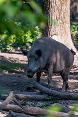 tier, bulle, säugetier, wild, wild lebende tiere, natur, warzenschwein