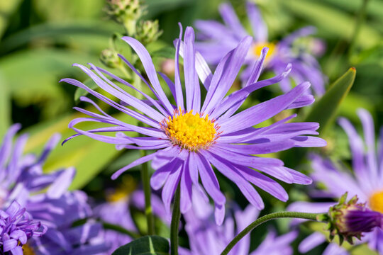 Aster x frikartii 'Monch' a lavender blue herbaceous perennial summer autumn flower plant commonly known as michaelmas daisy, stock photo image