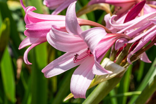 Crinum x Powellii a summer autumn fall flowering bulbous plant with a pink trumpet like summertime flower commonly known as swamp lily, stock photo image