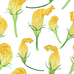 Yellow flower of zucchini or pumpkin in seamless pattern on white background. Watercolor hand drawing illustration.