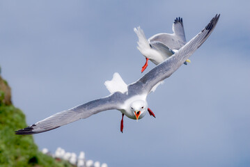 Red-legged Kittiwakes (Rissa brevirostris) at colony in St. George Island, Pribilof Islands, Alaska, USA
