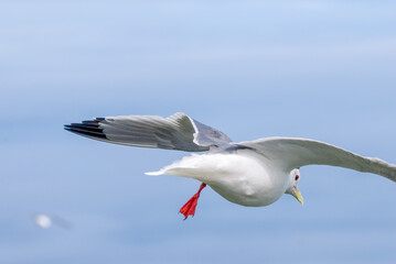 Red-legged Kittiwake (Rissa brevirostris) at colony in St. George Island, Pribilof Islands, Alaska, USA