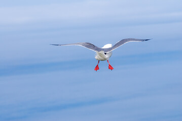 Red-legged Kittiwake (Rissa brevirostris) at colony in St. George Island, Pribilof Islands, Alaska, USA