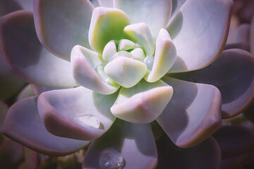 Close-up of Echeveria flower with beautiful water drops