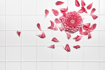 Autumn dahlias flowers and scattered petals on white tiled background, trendy shadows