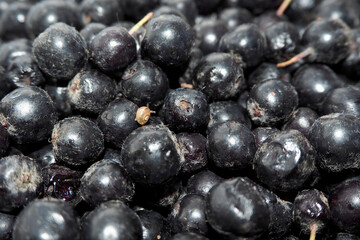 there are a lot of berries of raw chokeberry and a small snail sits on the berry . side view