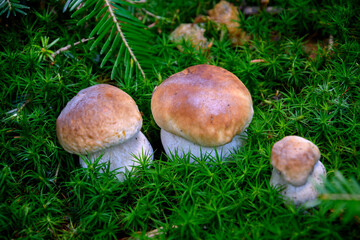 Beautiful  three young boletus mushrooms growing in a green moss in the forest in close-up