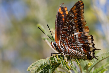 le JASON ou PACHA à DEUX QUEUES (Charaxes jasius)