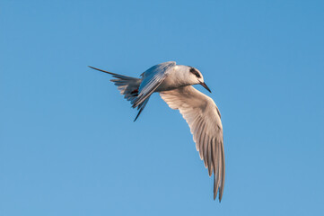 Forster's Tern (Sterna forsteri) in Bolsa Chica Ecological Reserve, California, USA