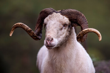 Portrait of a mountain ram with ring horns