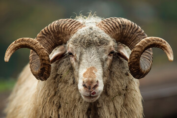 Portrait of a mountain ram with ring horns - obrazy, fototapety, plakaty