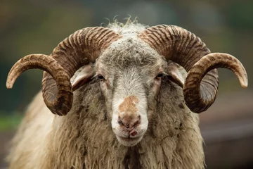 Gordijnen Portrait of a mountain ram with ring horns © Vladislav