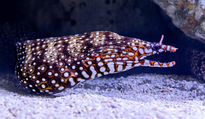 Close-up view of a Dragon moray ((Enchelycore pardalis)