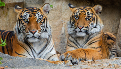 Portrait view of Sumatran tiger (Panthera tigris sumatrae) - mother and cub