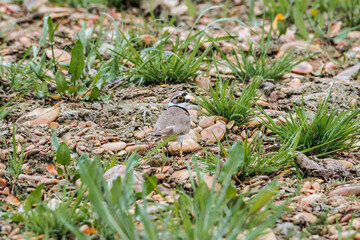 Naklejka na ściany i meble Little Ringed Plover (Charadrius dubius) in the foothills, Caucasus, Republic of Dagestan, Russia