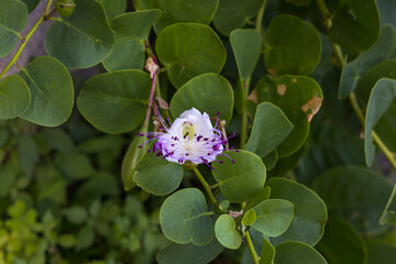 Flowers of a real caper bush