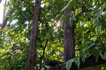 Lemon trees in a lemon greenhouse in Gargnano on Lake Garda