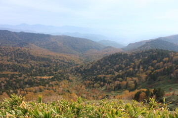 秋の尾瀬。アヤメ平を越え、尾瀬ヶ原へと向かう。クマザサとダケカンバの美しい景色。