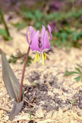 Siberian Fawn Lily (Erythronium sibiricum) in garden, Central Russia
