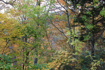 秋の尾瀬。アヤメ平を通るハイキングコースから尾瀬ヶ原へと下りる山。黄色と紅に包まれた森。